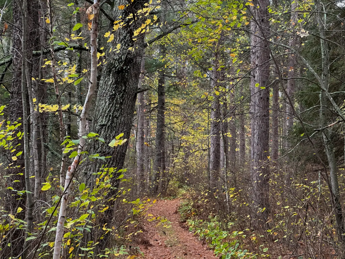 Photo of a path through a pine forest